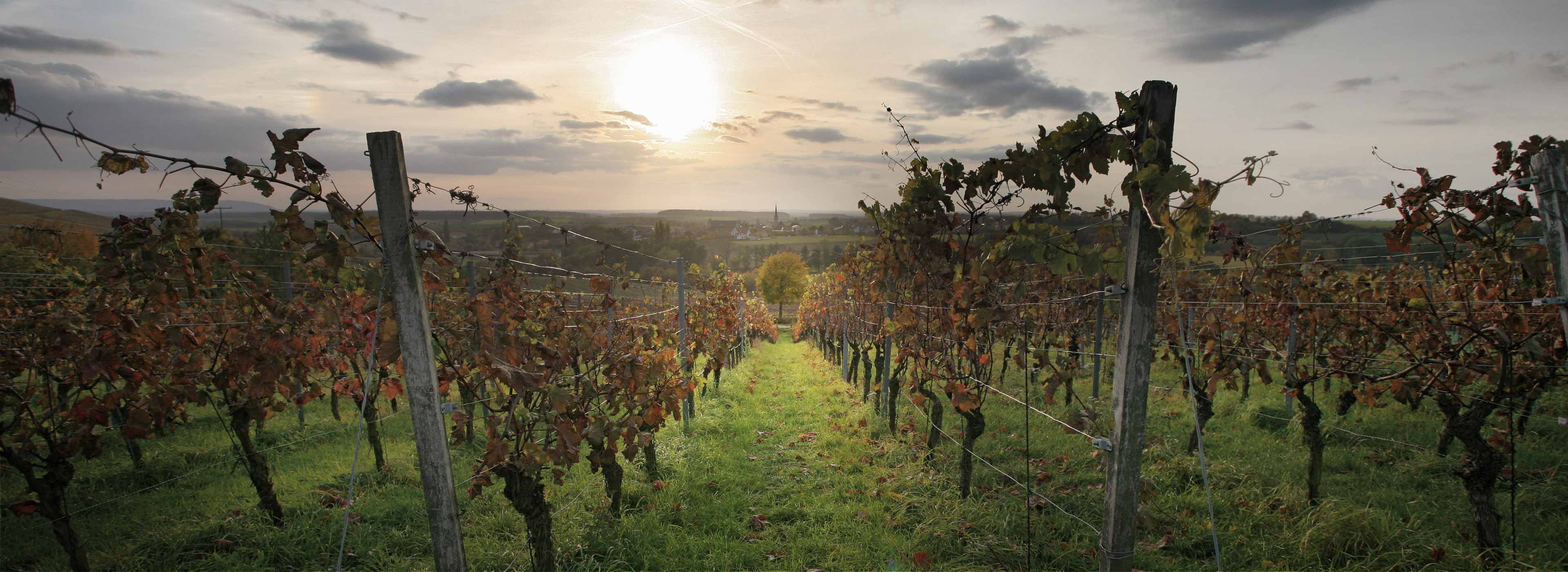 bioenergetisch-biologisch-konventioneller Weinbau
