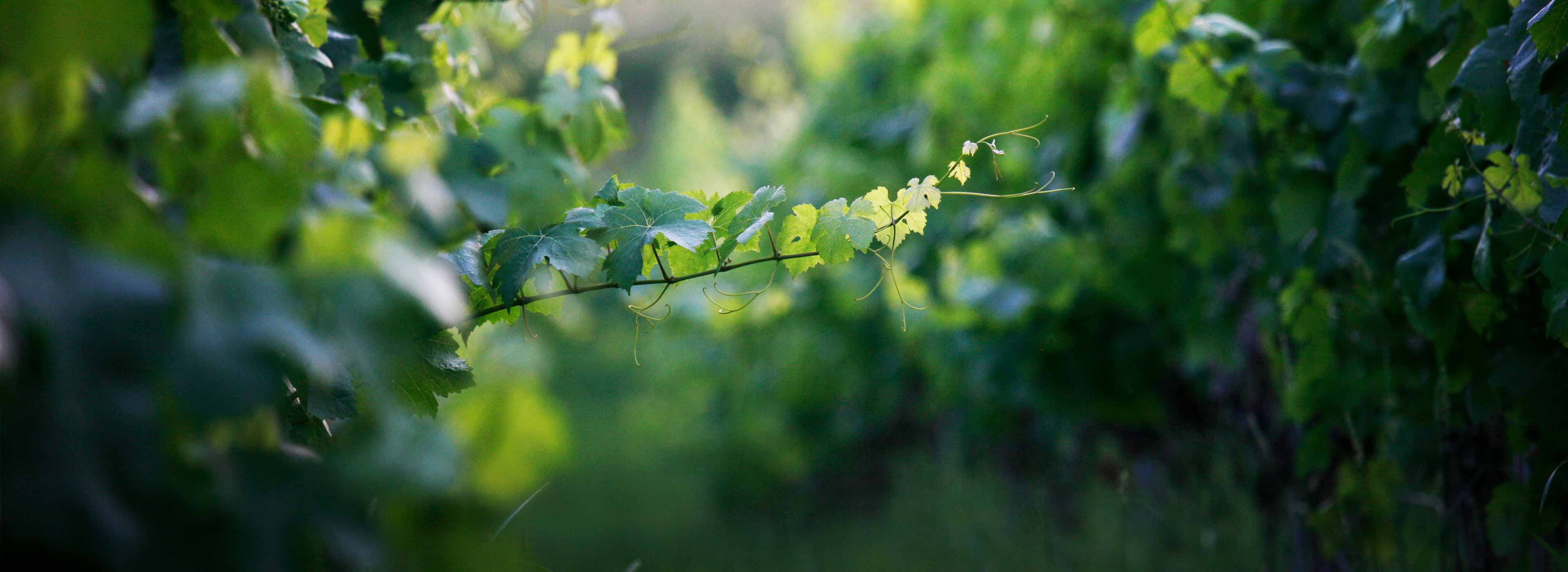 weinberg-Kosmobiologie-Feng-Shui
