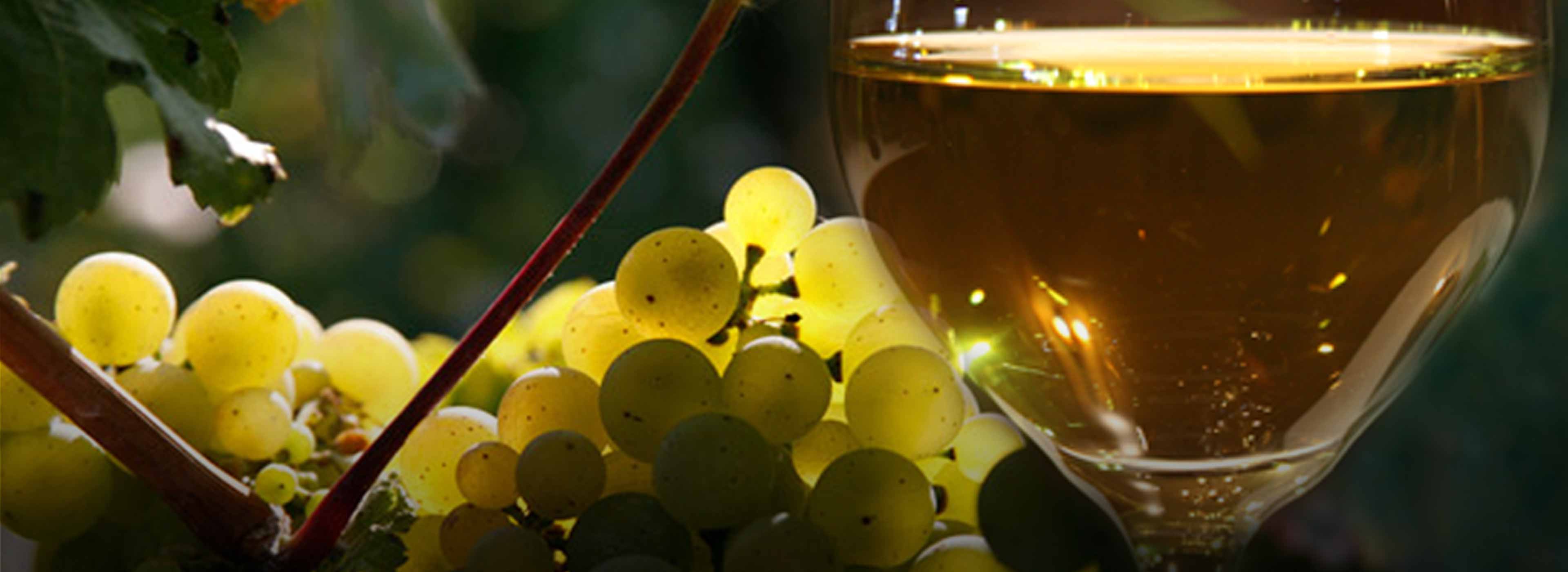 Wein-und-Gesundheit-Buch-Sein-und-Wein