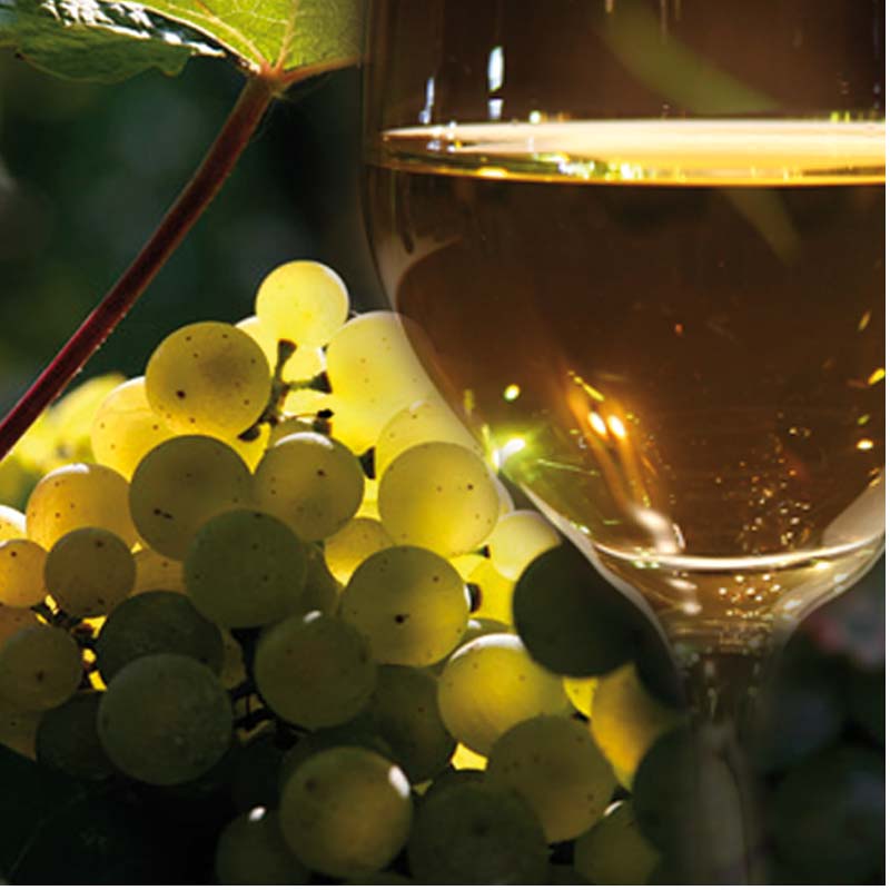 Fünf Sinne Weinprobe